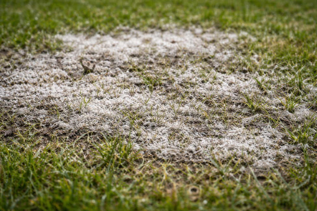Slime mould on lawn appearing as grey crust on grass blades after wet weather