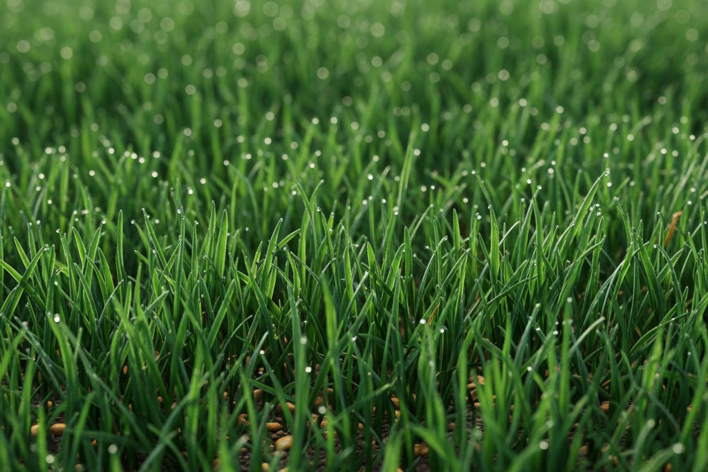Close up of healthy green grass blades showing the results of proper fertilization.
